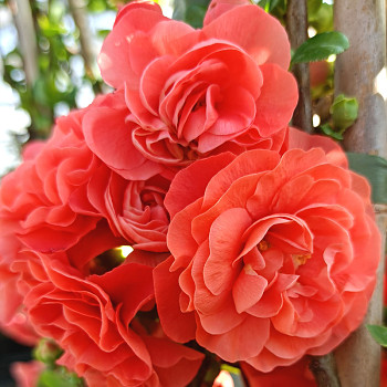 KDOULOVEC ´ORANGE STORM´® kont. 5L