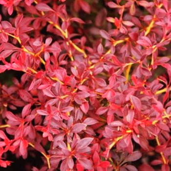 DŘIŠŤÁL THUNBERGŮV ´RED DREAM´ kont. 4L