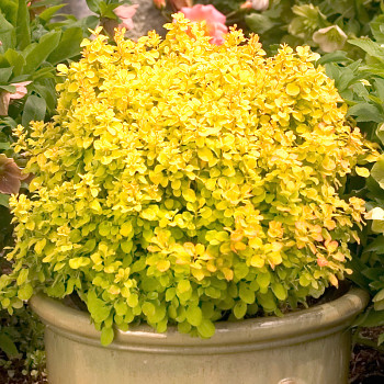 DŘIŠŤÁL THUNBERGŮV ´SPECIAL GOLD´ kont. 4L