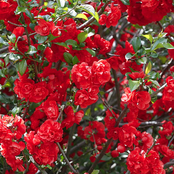 KDOULOVEC ´SCARLET STORM´® kont. 5L