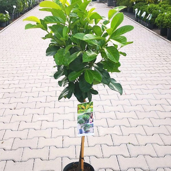 BOBKOVIŠEŇ LÉKAŘSKÁ ´ETNA®´ kmínek 80 cm