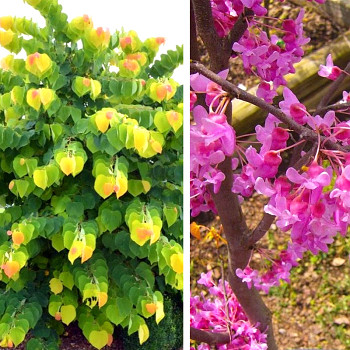 ZMARLIKA KANADSKÁ ´THE RISING SUN´ kont. 12L 80-100 cm