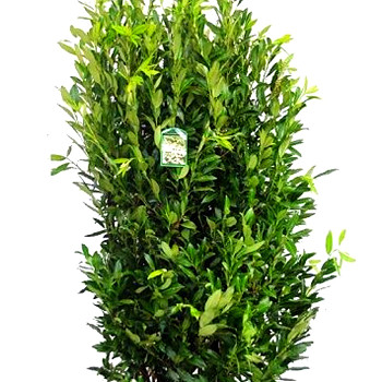 BOBKOVIŠEŇ LÉKAŘSKÁ ´CAUCASICA´ kont. 10L výška 120+ cm