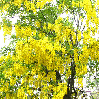 ŠTĚDŘENEC WATERERŮV ´VOSSII´ kont. 10L kmínek 120 cm