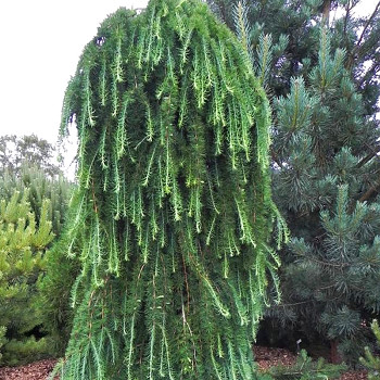 MODŘÍN JAPONSKÝ ´STIFF WEEPING´ kmínek 120cm kont. 12L