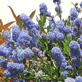 LATNATEC ´JULIA PHELPS´ kont. 2L