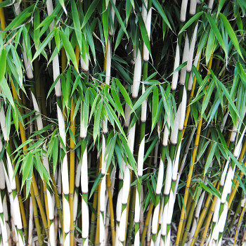 BAMBUS ´CAMPBELL´ kont. 7,5Lvýška 100 -125 cm