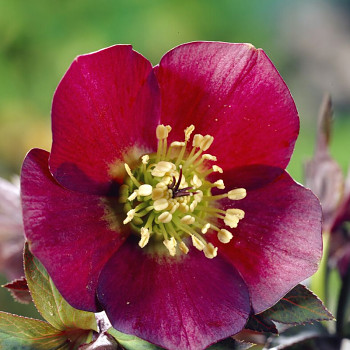 ČEMEŘICE ´PRETTY ELLEN RED´ kont. 3L