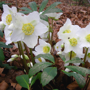 ČEMEŘICE ´PRAECOX´ kont. 1,1L