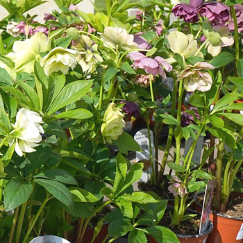 ČEMEŘICE ´DOUBLE MIXED´ kont. 1,1L	