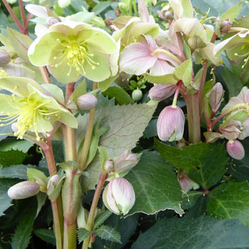 ČEMEŘICE STERNOVA kont. 1,1L