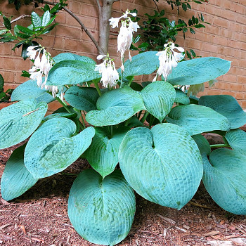 BOHYŠKA ´BIG DADDY´ kont. 1,5L