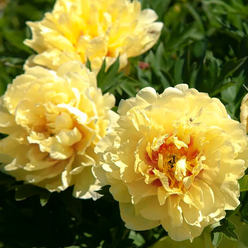 PIVOŇKA ITOH ´SHINING LIGHT´ kont. 1,1L