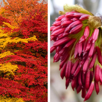 PAROTIE PERSKÁ ´VANESSA´ kont. 3L 