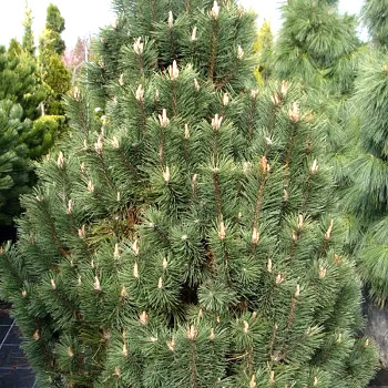 BOROVICE KLEČ ´GREEN COLUMN´ kont. 7,5L