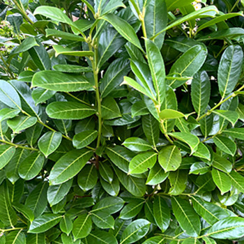 BOBKOVIŠEŇ LÉKAŘSKÁ ´ROTUNDIFOLIA´ kont. 3L