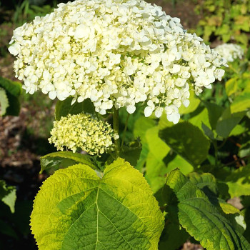 HORTENZIE STROMEČKOVITÁ ´GOLDEN ANNABELLE´ kont. 2,5L