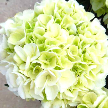 HORTENZIE ´ICE GIRL´® kont. 4L
