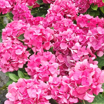 HORTENZIE ´JIP PINK´® kont. 4L