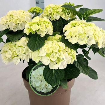 HORTENZIE ´KLEINER WINTERBERG´® kont. 3L