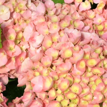 HORTENZIE ´SWEET LIPS PINK´® kont. 4L