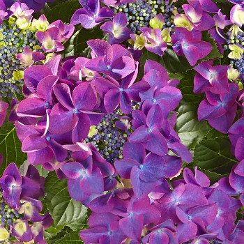 HORTENZIE ´FRISBEE PURPLE´® kont. 4L