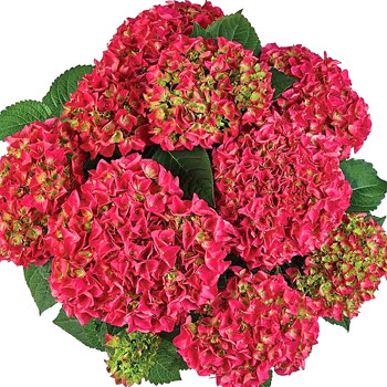 HORTENZIE ´SAXON® BRIGHT RED´ kont. 4L