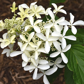 HORTENZIE ´GREAT STAR´ kont. P9