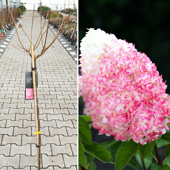 HORTENZIE LATNATÁ ´LIVING PINK & ROSE´® kmínek 80cm