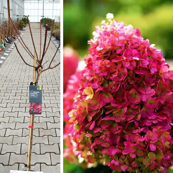 HORTENZIE LATNATÁ ´LIVING PINKY PROMISE´® kmínek 80cm