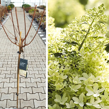 HORTENZIE LATNATÁ ´LIVING ROYAL FLOWER´® kmínek 80cm