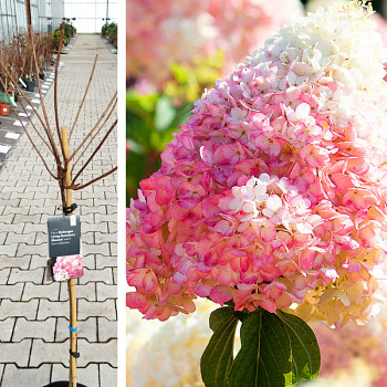 HORTENZIE LATNATÁ ´LIVING STRAWBERRY BLOSSOM´® kmínek 80cm
