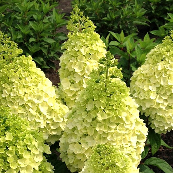 HORTENZIE LATNATÁ ´MAGICAL KILIMANJARO´ kont. 3L