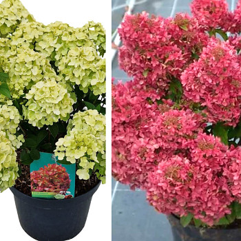 HORTENZIE LATNATÁ ´PETITE CHERRY´® kont. 7L