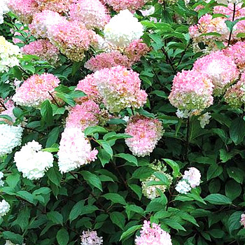 HORTENZIE LATNATÁ ´TICKLED PINK´ kont. 1,5L