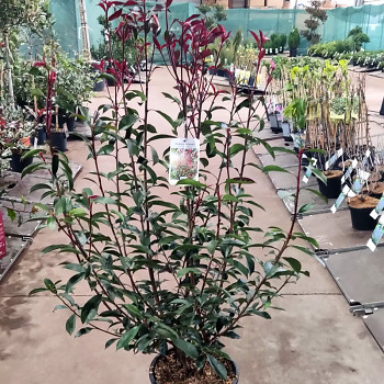 BLÝSKAVKA FRASEROVA ´ROBUSTA COMPACTA´ kont. 9L