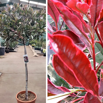 BLÝSKAVKA FRASEROVA ´PINK MARBLE´  čtvrtkmen (na kmínku)kont. 18L