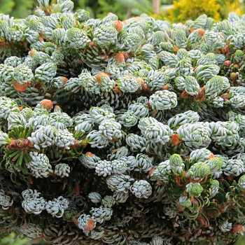 JEDLE KOREJSKÁ ´KOHOUT´S ICEBREAKER´ kont. 2,5L
