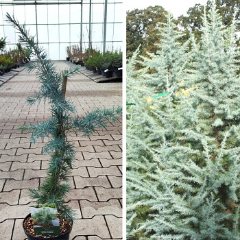 CEDR HIMALÁJSKÝ ´BUSHES ELECTRA´ kont. 2,5L