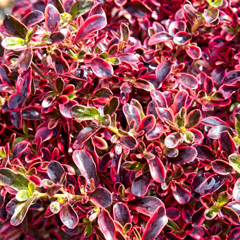 COPROSMA ´FIRE BURST´ kont. 2L