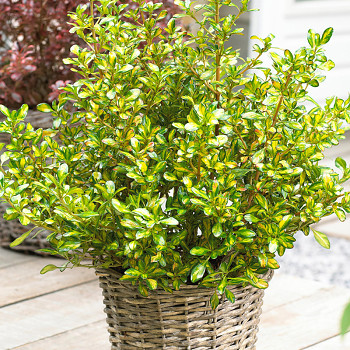 COPROSMA ´LEMON AND LIME´ kont. 2L