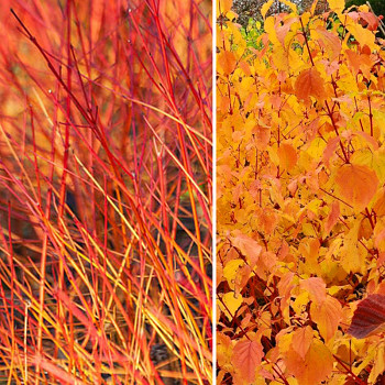 SVÍDA KRVAVÁ ´ANNY´S WINTER ORANGE´ kont. 3L