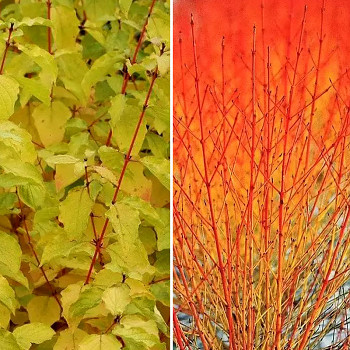 SVÍDA KRVAVÁ ´MIDWINTER FIRE´ kont. 2L