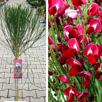 ČILIMNÍK ´BOSKOOP RUBY´ kmínek 60cm kont. 5L