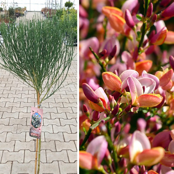 ČILIMNÍK ´ZEELANDIA´ kmínek 60cm kont. 5L