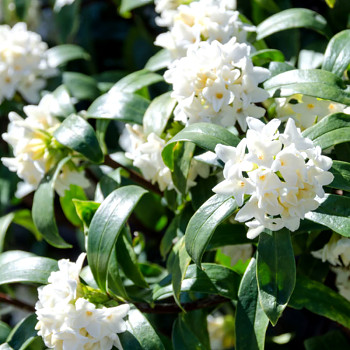 LÝKOVEC ´PRINCESS WHITE´ kont. 2L
