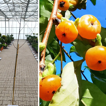 KAKI - TOMEL JAPONSKÝ kont. 5L