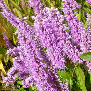 KLASNATKA STAUNTONOVA kont. 3L