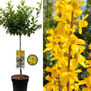 ZLATICE ´WEEKEND´ kmínek 120 cm