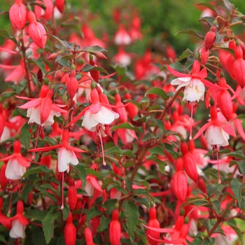 FUCHSIE ´ALICE HOFFMAN´ - mrazuvzdorná kont. 2L